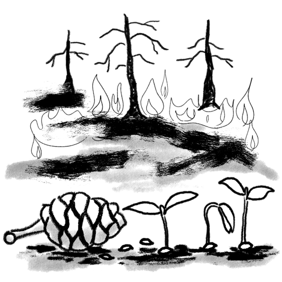 burning forest and plants growing