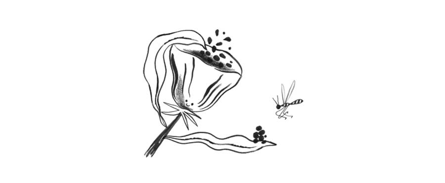 Doodle of a flower offering it's pollen to a nearby bee. Representing serving your clients. 