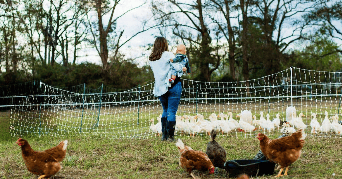 A woman holding a child stands in a grassy farm yard, looking toward a group of white ducks behind a net fence, while several brown chickens roam freely in the foreground.