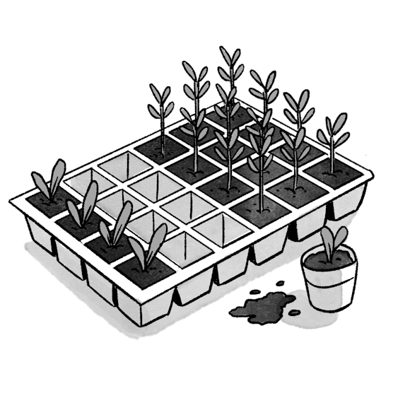 tray of small plants