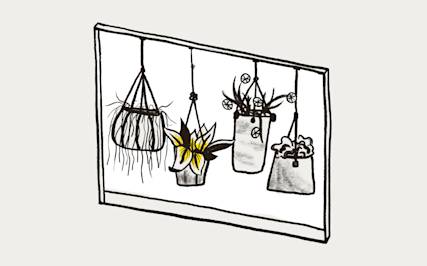 A window showing various hanging plants